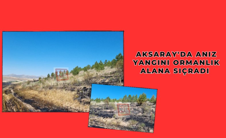 Aksaray'da anız yangını ormanlık alana sıçradı